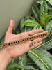 Onam Sale Choker v2.0