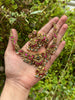 Mini Jadau Beauty