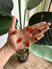 Invisible palakka choker Red